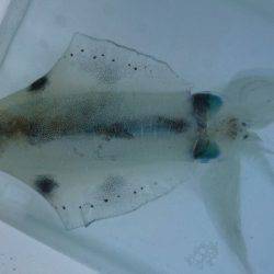 あみや渡船 釣果