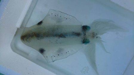 あみや渡船 釣果