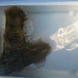 あみや渡船 釣果