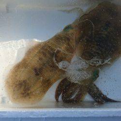 あみや渡船 釣果