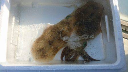 あみや渡船 釣果