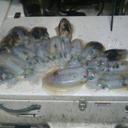 Monster Rush! 釣果