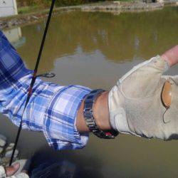 つりぼりあかし 釣果