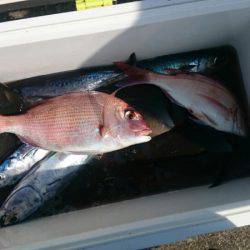 第三共栄丸 釣果