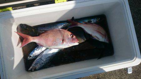 第三共栄丸 釣果