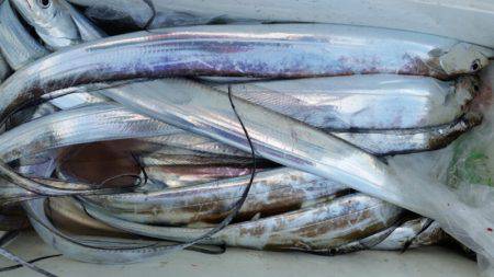 金沢八景鴨下丸 釣果