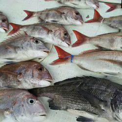 タイラバ遊漁船 ワンピース 釣果