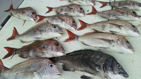 タイラバ遊漁船 ワンピース 釣果