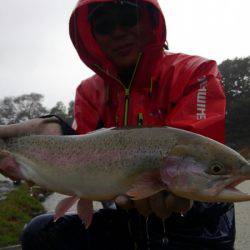 つりぼりあかし 釣果