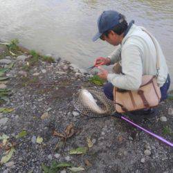 つりぼりあかし 釣果