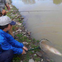 つりぼりあかし 釣果