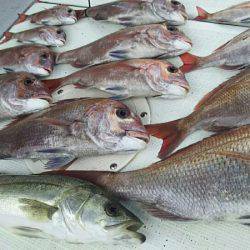 タイラバ遊漁船 ワンピース 釣果