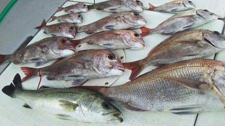 タイラバ遊漁船 ワンピース 釣果