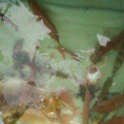 海季丸（みきまる） 釣果