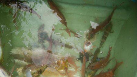 海季丸（みきまる） 釣果