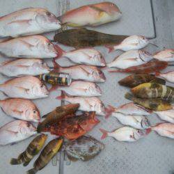 海季丸（みきまる） 釣果