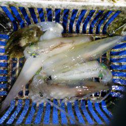 海龍丸（石川） 釣果