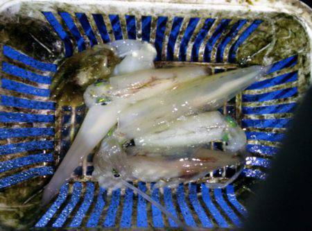 海龍丸（石川） 釣果