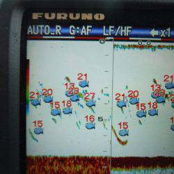 海龍丸(島根) 釣果