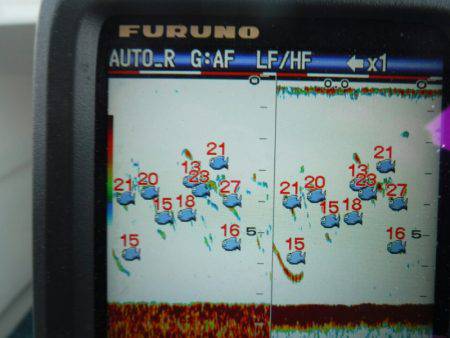 海龍丸(島根) 釣果