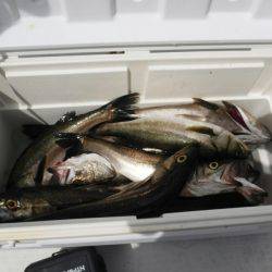 海龍丸(島根) 釣果