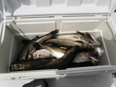 海龍丸(島根) 釣果