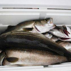 海龍丸(島根) 釣果