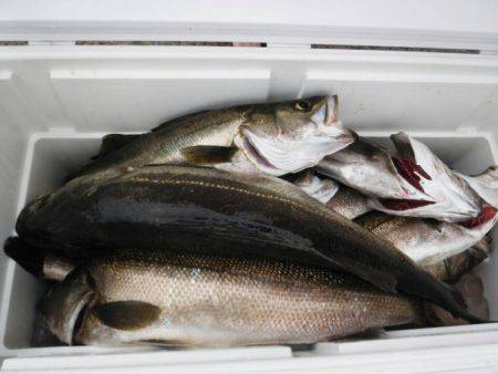 海龍丸(島根) 釣果