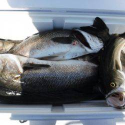 海龍丸(島根) 釣果