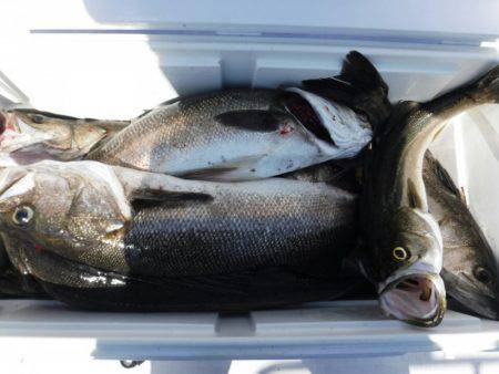 海龍丸(島根) 釣果