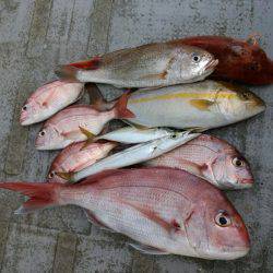 ありもと丸 釣果