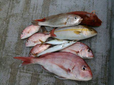 ありもと丸 釣果