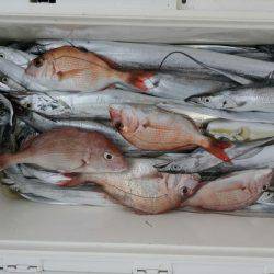 ありもと丸 釣果