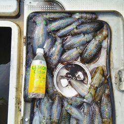 マリンガイド福丸 釣果