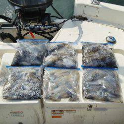 マリンガイド福丸 釣果