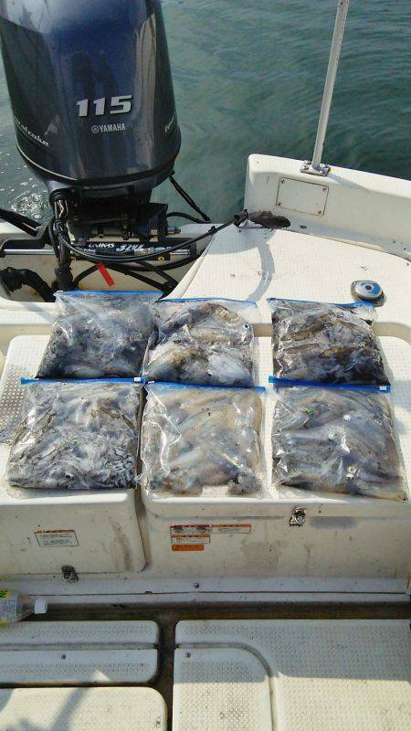 マリンガイド福丸 釣果