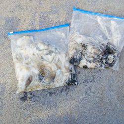 マリンガイド福丸 釣果