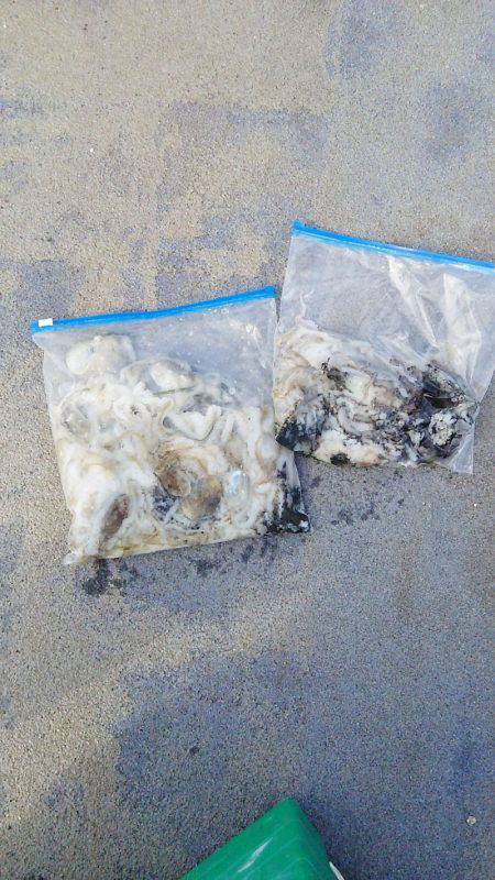 マリンガイド福丸 釣果