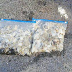 マリンガイド福丸 釣果