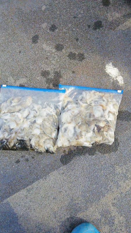 マリンガイド福丸 釣果