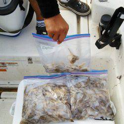 マリンガイド福丸 釣果