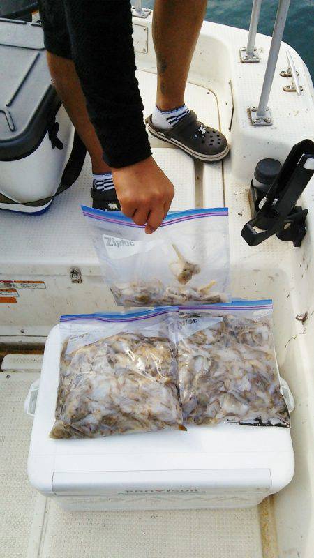 マリンガイド福丸 釣果