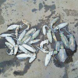 マリンガイド福丸 釣果