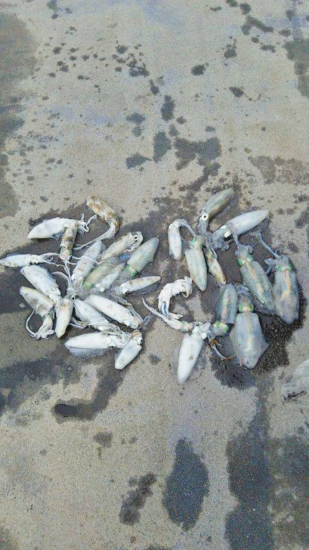 マリンガイド福丸 釣果