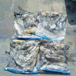 マリンガイド福丸 釣果