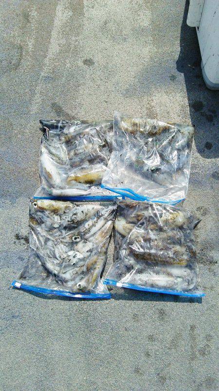 マリンガイド福丸 釣果