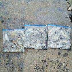 マリンガイド福丸 釣果