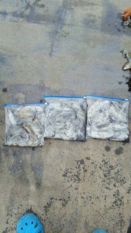 マリンガイド福丸 釣果