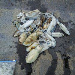 マリンガイド福丸 釣果