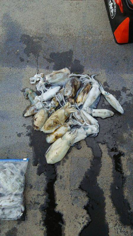 マリンガイド福丸 釣果